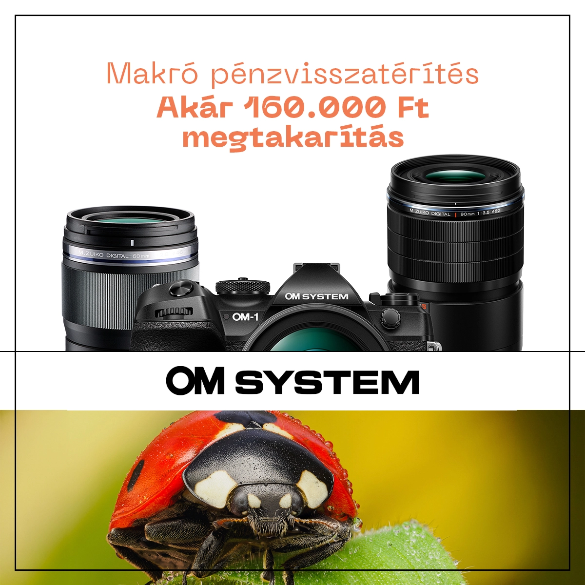 Kép